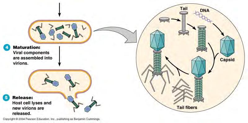 4. Maturation -the bacteriophage DNA and capsid spontaneously assemble into complete virions 5.