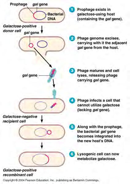 Three Results of Lysogeny: 1. The host cell is immune to reinfection by the same phage (but not different types) 2.