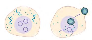 Multiplication Of Animal Viruses 1. Attachment: virus attachment sites bind host receptor proteins on plasma membrane 1 2. Penetration: A. Non-enveloped viruses are endocytosed into a vesicle B.