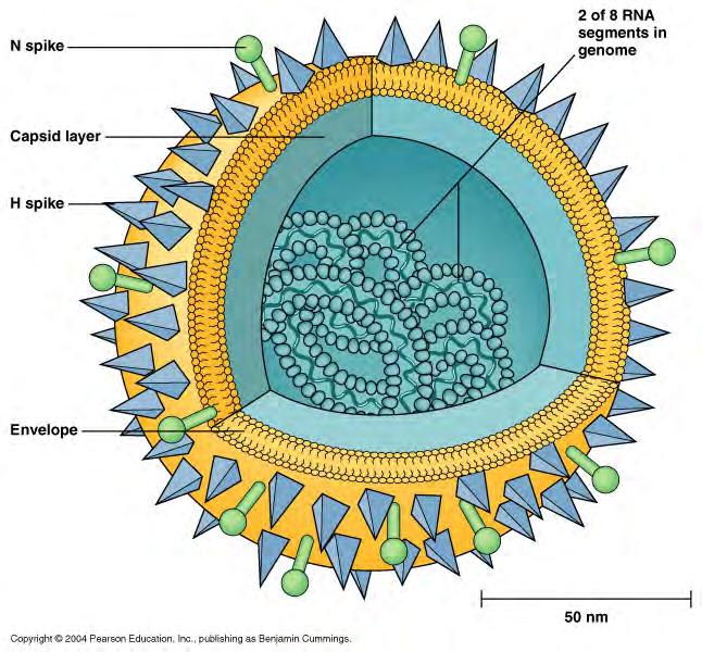 enveloped virus -if a virus does not have an envelope it is called a non-enveloped virus -the envelope may be coded for by the virus or taken from the host cell
