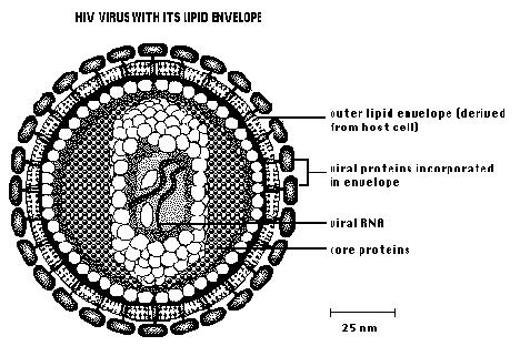 Virus means Poison in Latin Composed of nucleic acids (DNA or RNA) wrapped in a protein coat