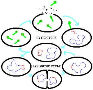 Virus Cycles Once a virus enters a cell it either enters into the Lytic or Lyosogenic Cycle Lytic Cycle takes