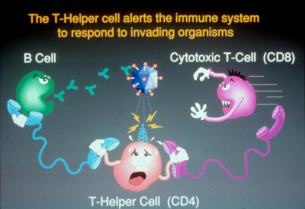 Activation of the Immune Response