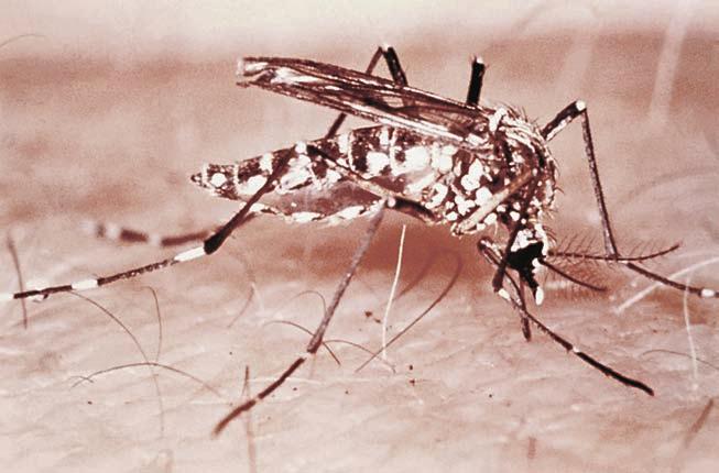 Other Hemorrhagic Fevers 79 Figure 8.2 The Aedes aegypti mosquito is able to transmit both the yellow fever and dengue viruses.
