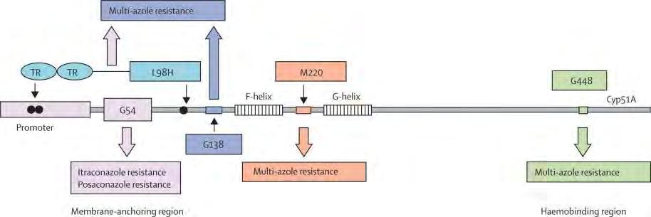 Approaching refractory cases: a multi-step process 4. Did the fungus develop resistance?