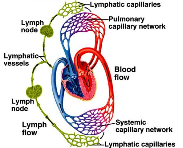 Circulatory System Arteries / Veins Closed system Circulating system External pump heart Fairly