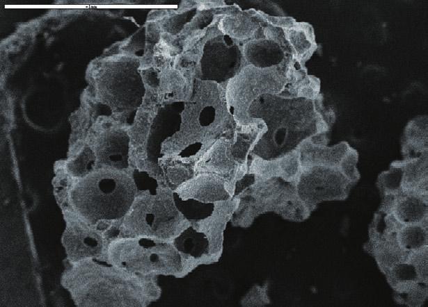 Numerous inter connected pores with rounded surface area to minimize risk of fenestration SEM X 50 Prominent similarity to human bone SEM X 85 Extensive