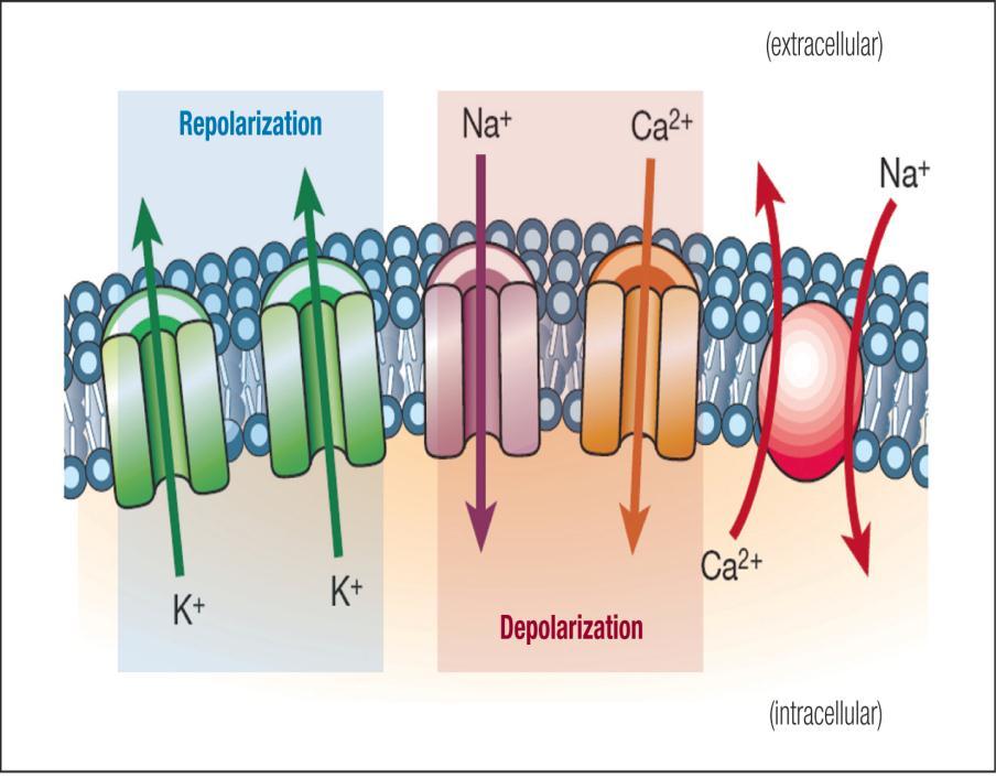 Primary Ion Channels in the Heart Mutations in ion