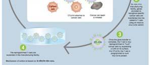 modified T-cells CAR T-cell