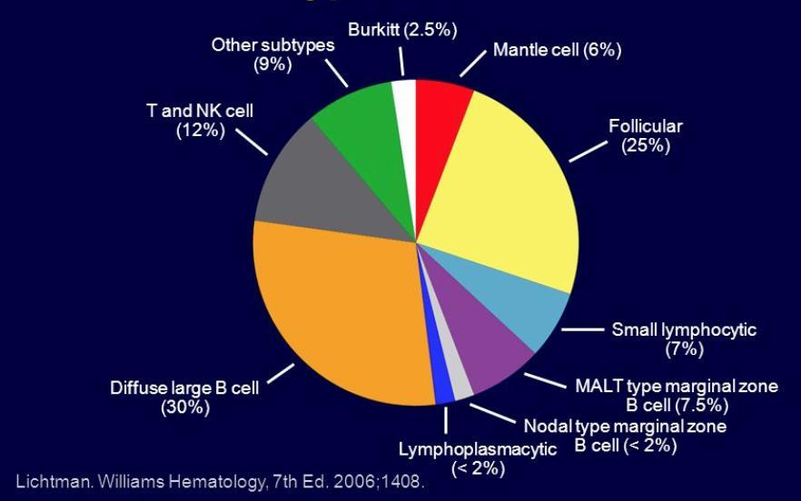 EPIDEMIOLOGY HGBL (3%) 4-8% of DLBCL are double hit Usually in 5 th and 6 th decades of life Youngest cases approximately 30 years