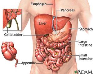retroperitoneal region, which contains the kidneys, ureters, pancreas, aorta and inferior vena cava.
