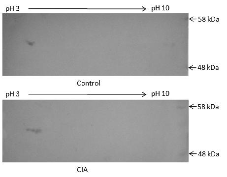 Fig 5.7. Validation of expression of alpha 1 major acute phase protein (T kininogen 1) in CIA rat by 2 DE Western blotting.