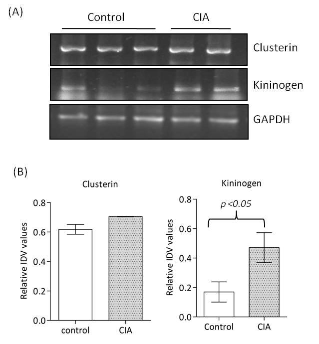 Fig. 5.8. (A) Representative gel image of semi quantitative RT PCR amplified mrna of three genes namely Clusterin, Kinninogen, and GAPDH in liver tissues of control and CIA rat groups.