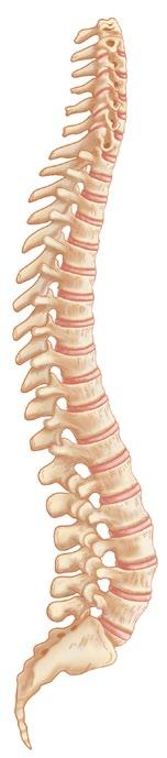 Anatomy of the Spine 1 2 3 4 5 6 7 1 2 12 11 3 4 5 6 7 8 9