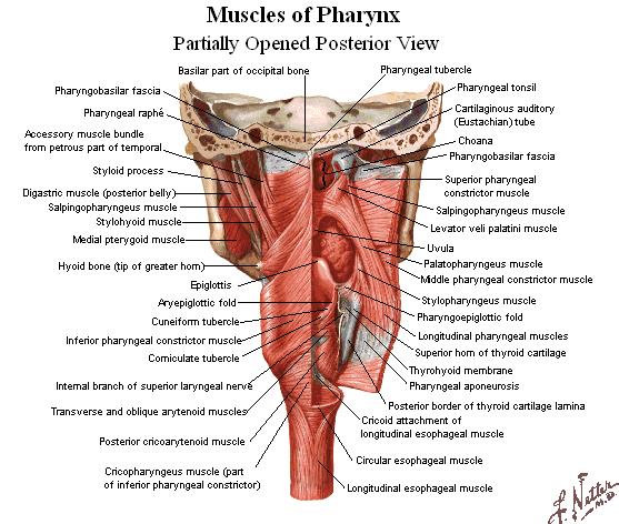 OESOPHAGUS A muscular tube, length averages 25 cm Begins as the continuation of the pharynx behind the cartilage cricoidea Run downward through the