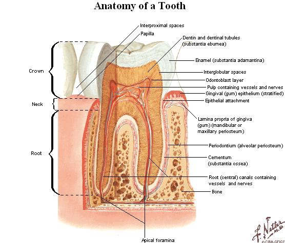 Within the dentine lies cavity wich resembles the external form of the tooth : - pulp cavity ( cavum dentis)