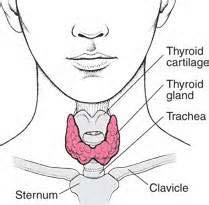 Thyroid Anatomy Isthmus of gland located 1 fingerbreadth below cricoid cartilage Average thyroid size is 15-20