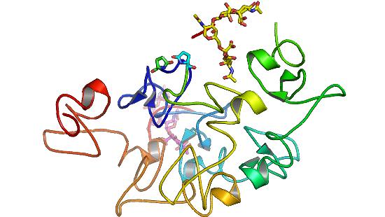 Lectin Inhibition Test (the theory) Lectin binds sialic acid residues (as used for ALP isoenzymes) CA19-9 epitope recognised by