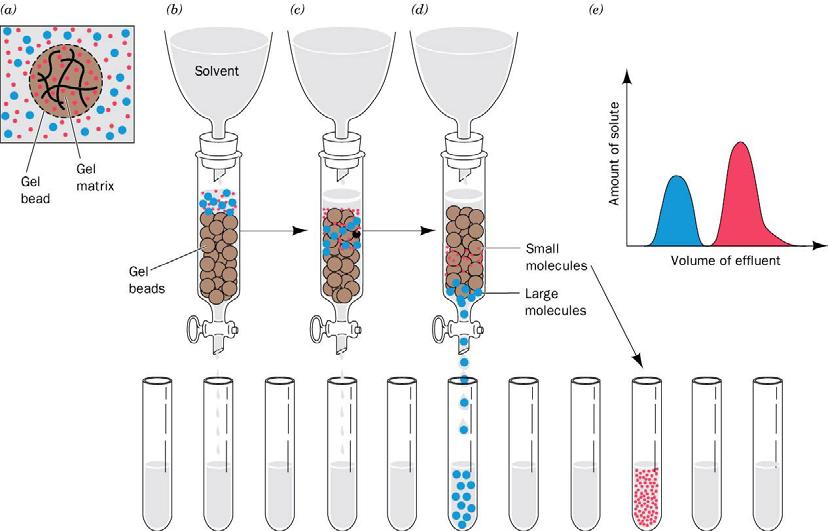 Gel Filtration Chromatography Separation Based on Molecular Weight.