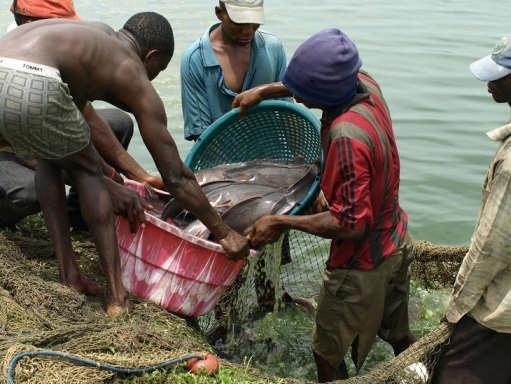 Catfish Grower Skretting Africa Composition ME-2, 3, 4.5 & 6 mm Crude Protein (%) 45 Crude fat (%) 14 Starch (%) 24 Crude Fiber (%) 2.5 Ash (%) 6.