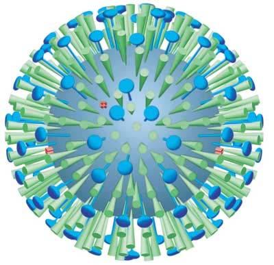Nanoparticulate Vaccine Design: The VesiVax System Gary Fujii, Ph.D. President and CEO Molecular Express, Inc.