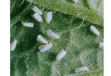 peach aphid