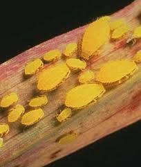 leafhoppers or mites Generally found