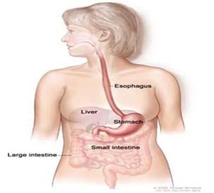 The esophagus is a hollow muscular tube that connects
