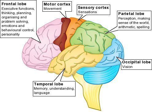 Frontotemporal Dementia Personality Loss of insight and emotional control Language Difficulty