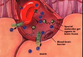 How can drugs pass through the blood brain barrier?