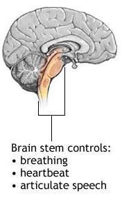 Brain stem and cerebellum Brain stem - Controls