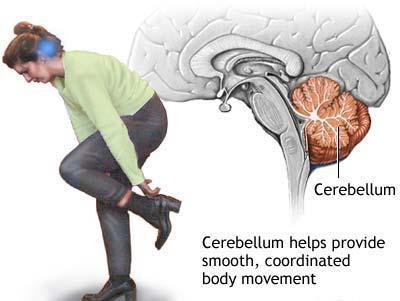 etc. Cerebellum maintains balance, enhances muscle