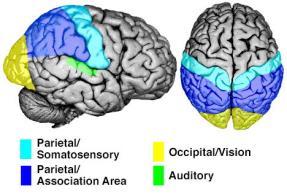 Posterior parietal cortex Occipital Associative areas: Prefrontal