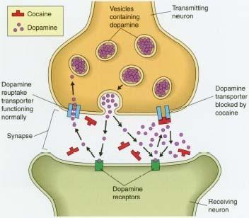 Neurotransmitter: dopamine Cocaine and