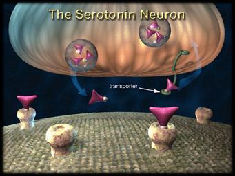 temporarily increases serotonin, but body