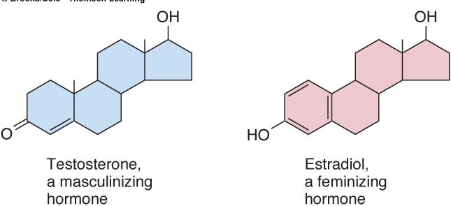 Types of hormones Amines use tyrosine (epinephrine and norepinephrine) Types of hormones Steroids - from