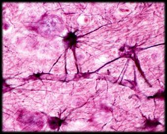 w/capillaries repair brain injuries
