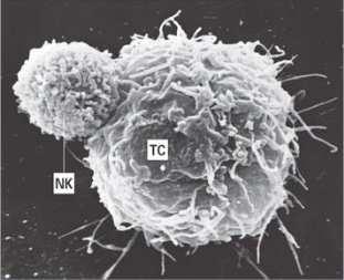 Natural Killer Cells (NK) Function: Early responders that have cytolyticpotential as well as the ability to