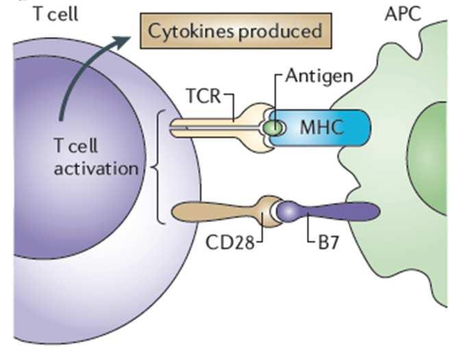 T-cell Activation Signal 1 Signal 2 Signaling between CD28 cells and B7.1/B7.