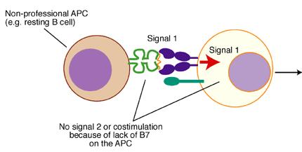 Anergy T-cell anergy Initial signal for T cell activation In the absence of signal 2, T cells will