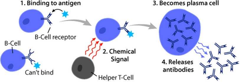 B-cell Activation Bind an antigen, receive help from a cognate helper
