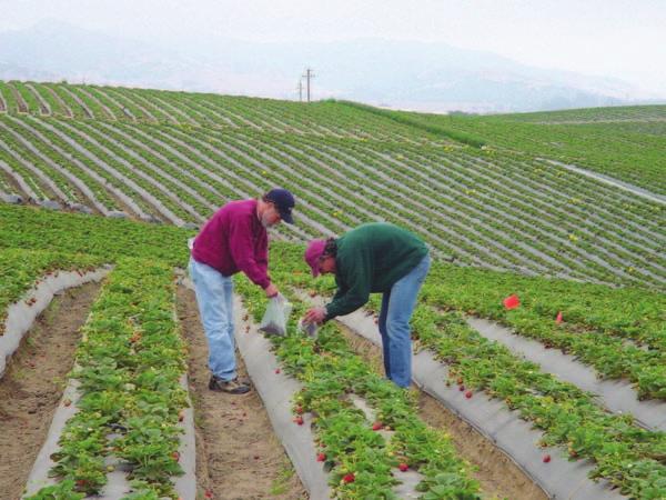 2004. This is one of several fields of organic strawberries that have been matched with nearby conventional fields producing the same variety under comparable agronomic, irrigation, and harvesting