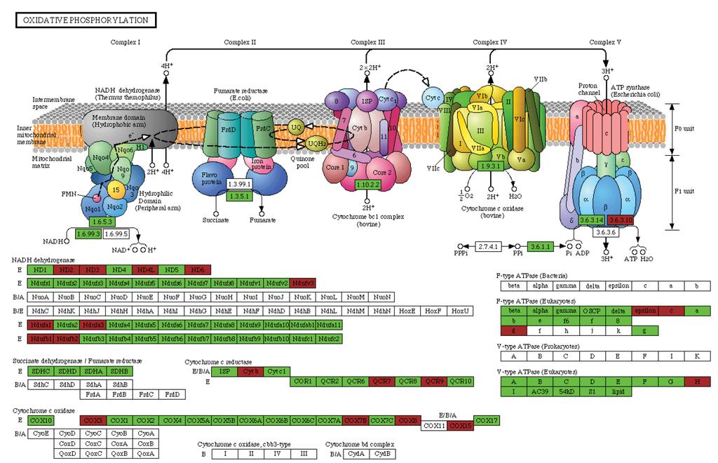 Supplementary Figure 6. Pathway analysis of oxidative phosphorylation in human cells (http://www.genome.jp/kegg/tool/search_pathway.html).