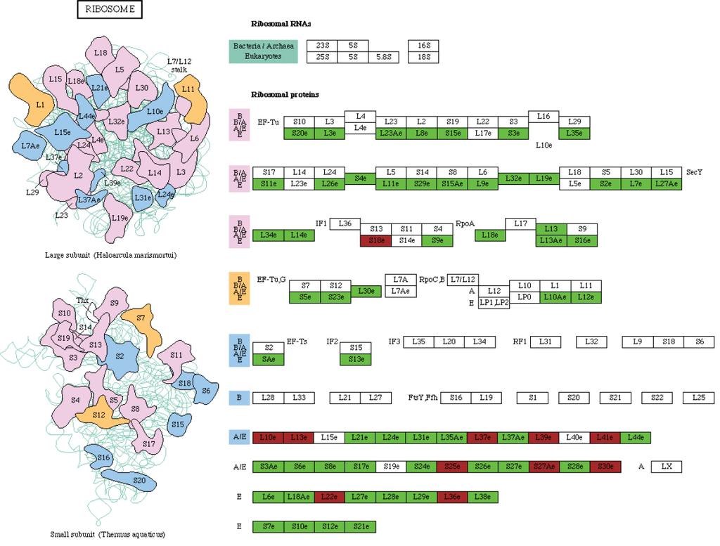 Supplementary Figure 7. KEGG-analysis of compositions of ribosomal subunits in human cells (http://www.genome.jp/kegg/tool/search_pathway.html).