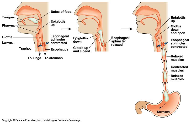 Swallowing (& not choking) Esophagus - epiglottis closes trachea (windpipe)