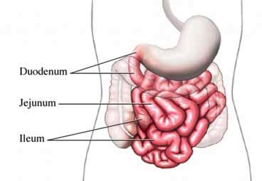 Small Intestine Duodenum - digestive enzymes enter From pancreas: - amylase digest carbohydrates - trypsin digest