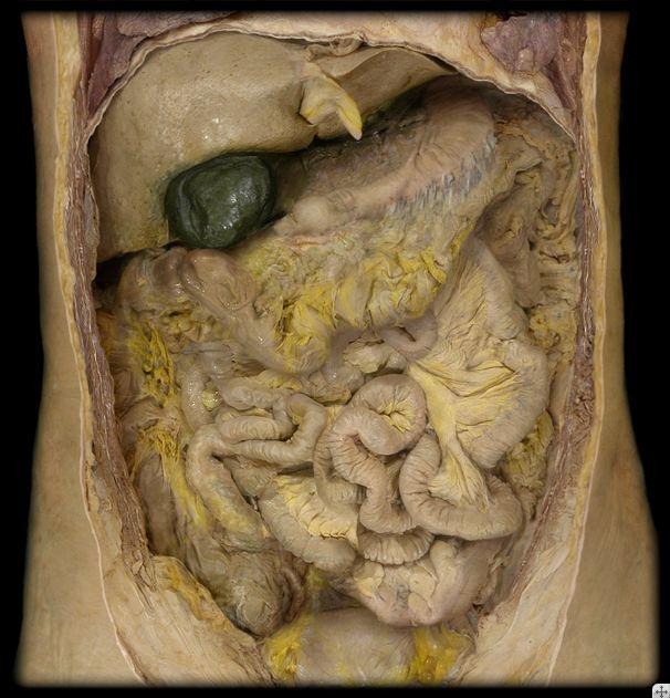 Liver Stomach Gallbladder Descending