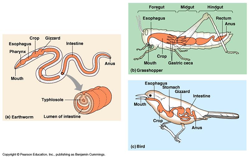 Digestive tracts - many invertebrates and all vertebrates - digest