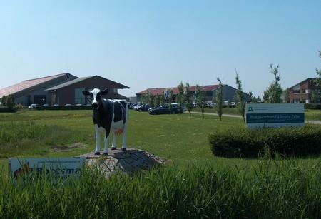 Wageningen Dairy Research Centre The Dairy Research Centre in Friesland, the Netherlands, has three herds: 1. MS1.
