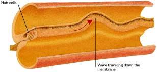 Tectorial Membrane is attached at one end and partially crosses the cochlear duct When basilar membrane is
